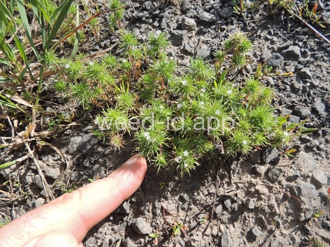 navarretia, needle-leaf